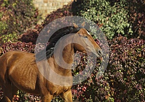 Brown horse on the background of colorful bushes