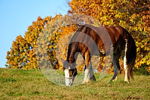Marrone un cavallo da declino foglie più vicino giostra luccio baia,,. 