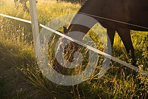 Brown horse on the background of an orange sun in a foggy field in the morning