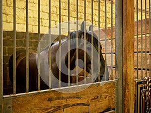 Brown Horse behind Bars in barn stable