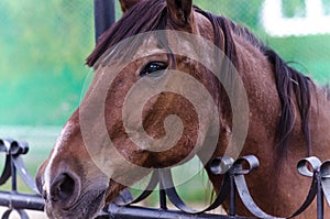 Brown horse behind the fence