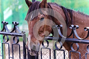Brown horse behind the fence