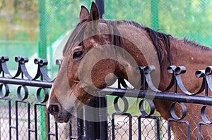 Brown horse behind the fence