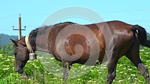 Brown horse with a bell around its neck in a wooden paddock on a village farm. The concept of horse breeding, animal