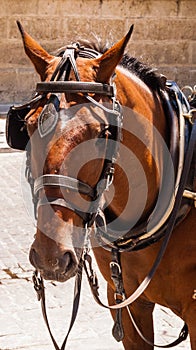 Brown horse with blinders and harness.