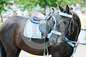 Brown horse with blue harness with saddle stands