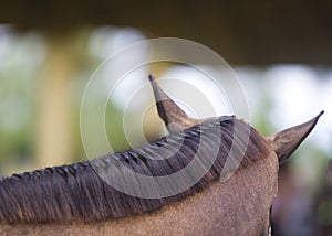 Brown horse braided mane