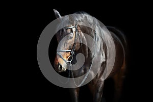 A brown  horse with bridle