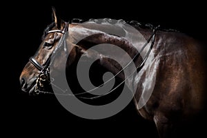 Brown horse with bridle