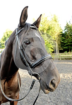 Brown horse with bridle and bit photo