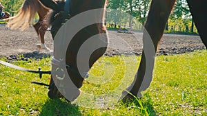 The brown horse in the bridle is eating the grass near the training area, the horse`s muzzle is close up