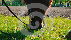 The brown horse in the bridle is eating the grass near the training area, the horse`s muzzle is close up