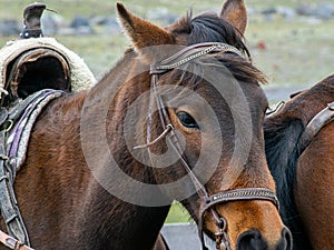 Brown horse with a bridle and a saddle