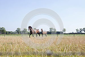 Brown horse and brown foal on green pasture meadow with green grass. Close up view on a farm