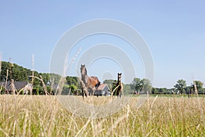 Brown horse and brown foal on green pasture meadow with green grass. Close up view on a farm