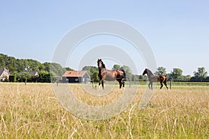 Brown horse and brown foal on green pasture meadow with green grass. Close up view on a farm