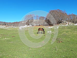 Brown horse in a bucolic landscape