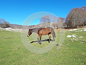Brown horse in a bucolic landscape photo