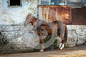 Brown horse in Burgazada, Turkey photo