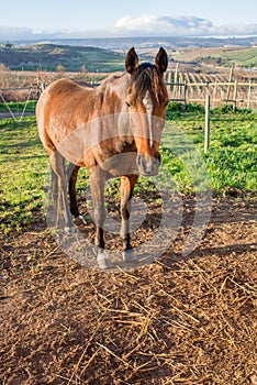 Brown horse in the camp on Apple Farm