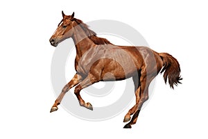 Brown horse cantering free isolated on white