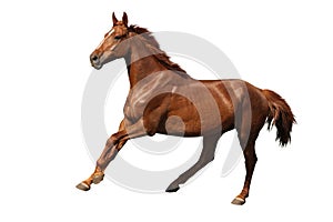 Brown horse cantering free isolated on white