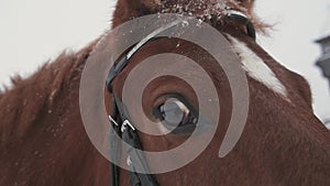 Brown horse close-up looks at the camera, horse's eye close-up.