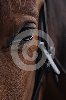 brown horse closeup