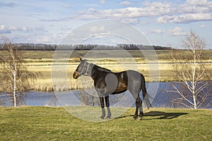 Brown horse closeup on a green spring meadow against the backdrop of a valley with a river and dry reeds under a blue sky