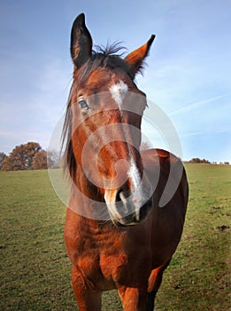 Brown Horse Closeup Head