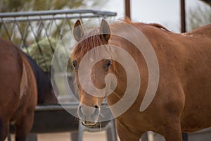 Brown Horse in Corral