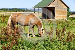 Brown horse in the corral