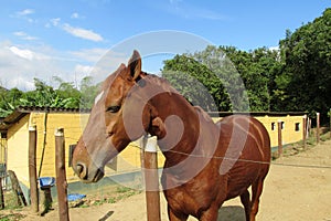 Brown horse in a corral on farm