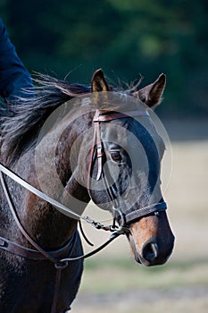 Brown horse in countryside