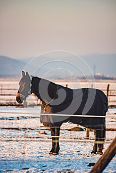 Brown horse covered with a blanket on a snow