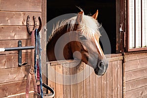 Brown horse, detail - only head visible out from wooden stables box