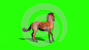 Brown Horse Dies Animals Green Screen Side 3D Rendering Animation