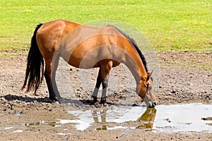 Brown horse drinking in muddy field