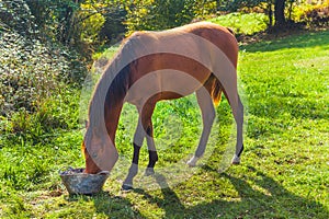 Brown horse drinking water on a bright green field on a sunny day. Asturias