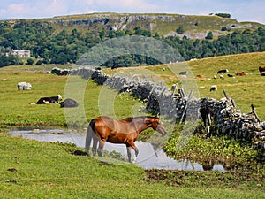 Brown horse with drinking water in meadow looking right