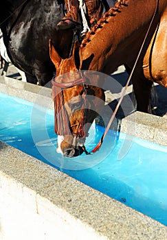 Brown horse drinking in a water pylon, Spain