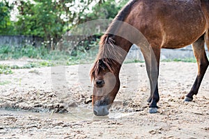 Brown horse drinking water from sand in sunny day