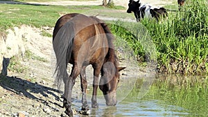Brown horse drinks lake water in summer in slo-mo