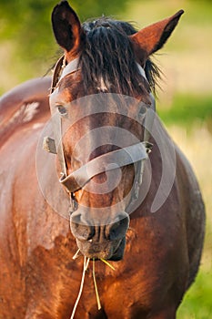 Brown Horse Eating Grass