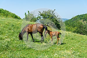 Brown horse eating grass and beautiful foal on a green wild meadow. The child is interested in nature. Bushes and mountains in the