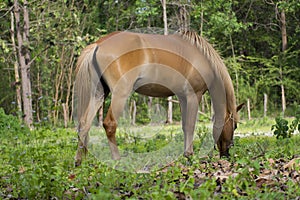 Ã Â¸ÂºBrown horse eating grass