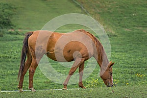 Brown horse eating grass on farming field. Green meadow in background
