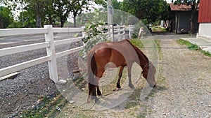 Brown horse eating grass beside fence.