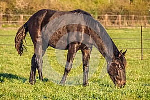 Brown horse eating grass foodmeal