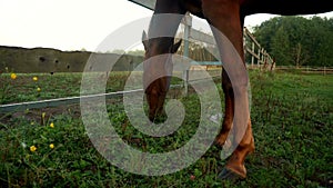 Brown horse eating grass at green field. Horse on pasture farm ranch